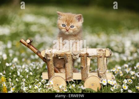 Britische Shortair Kitten auf Blumenwiese Stockfoto