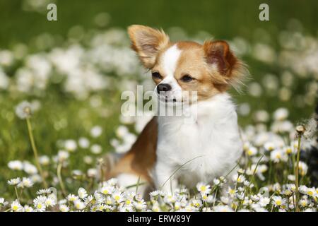 Chihuahua zu sitzen Stockfoto