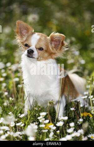 Chihuahua zu sitzen Stockfoto