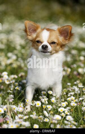 stehende Chihuahua Stockfoto