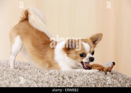 Chihuahua zu spielen Stockfoto