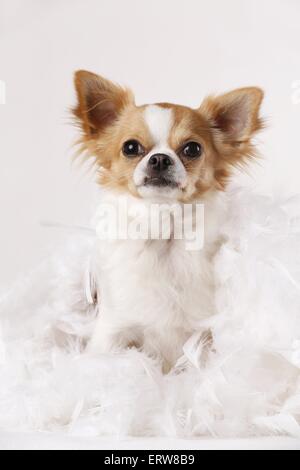 Chihuahua zu sitzen Stockfoto