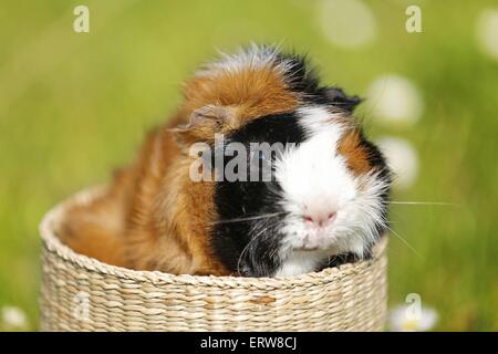 Abessinier Meerschweinchen Stockfoto