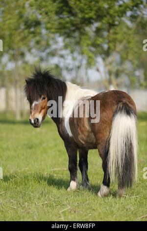 Shetland-Pony auf Wiese Stockfoto