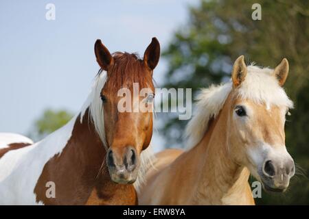 Pinto und Haflinger Stockfoto