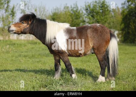 Shetland-Pony auf Wiese Stockfoto