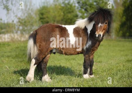 Shetland-Pony auf Wiese Stockfoto