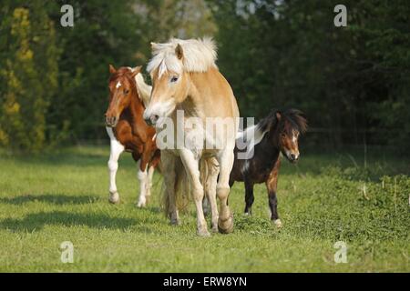 Pferde auf der Wiese Stockfoto