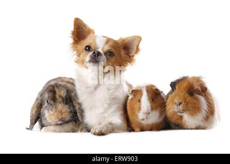 Hund mit Kaninchen und Meerschweinchen Stockfoto