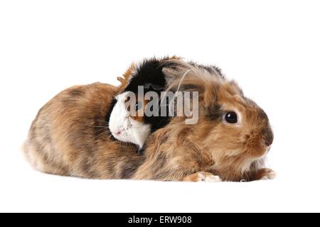 Kaninchen und Meerschweinchen Stockfoto