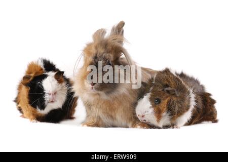 Kaninchen und Meerschweinchen Stockfoto