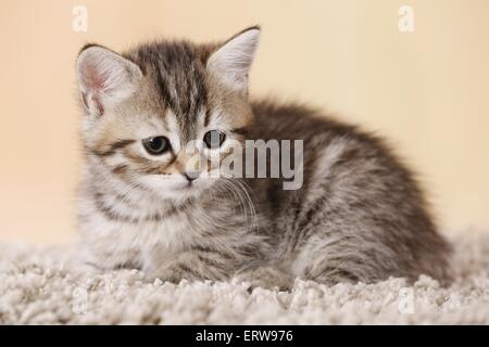 Ägyptische Mau Mischling Kätzchen Stockfoto
