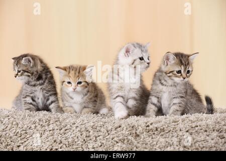 Ägyptische Mau Mischling Kätzchen Stockfoto