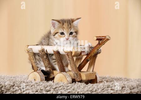 Ägyptische Mau Mischling Kätzchen Stockfoto