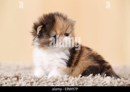 3 Wochen Alter Perser Kätzchen Stockfoto