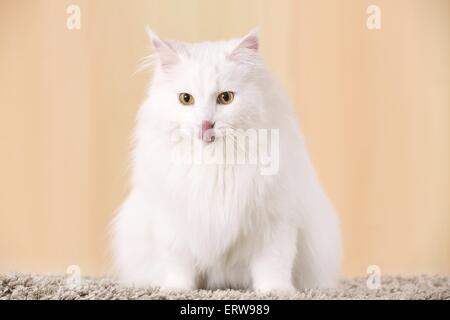 weiße Sibirische Katze Stockfoto