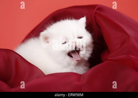 gähnende Exotic Shorthair Kitten Stockfoto