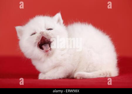 gähnende Exotic Shorthair Kitten Stockfoto