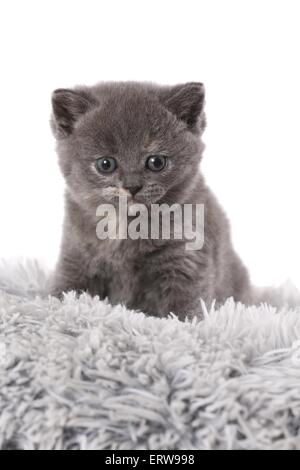 Britische Shorthait Kätzchen Stockfoto