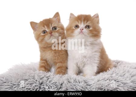 Britisch Kurzhaar und Highlander Kitten Stockfoto