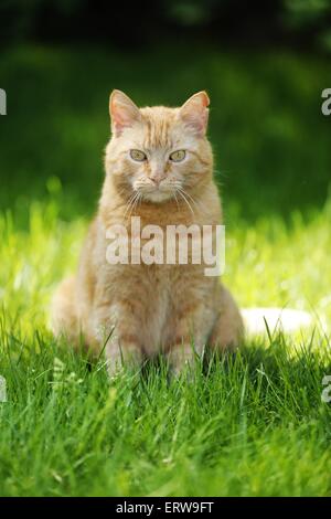 Red-Tabby Katze Stockfoto