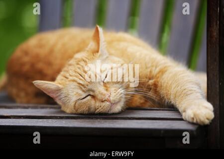 Red-Tabby Katze Stockfoto