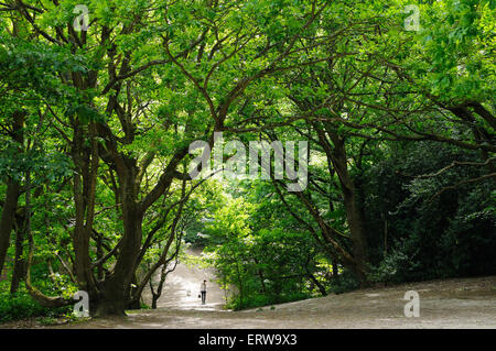 Wäldern und einsamen Wanderer in Hampstead Heath, London UK Stockfoto