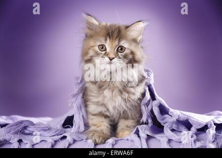 Highlander kitten Stockfoto