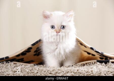 Highlander kitten Stockfoto