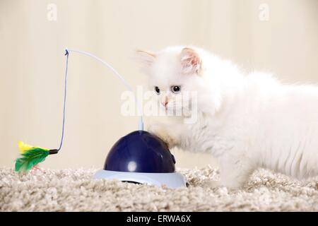 Highlander kitten Stockfoto