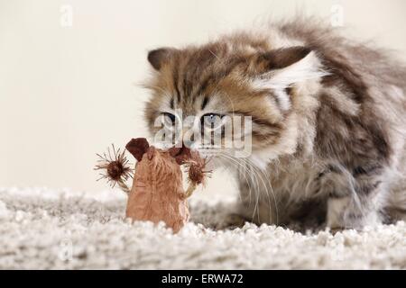 Highlander kitten Stockfoto