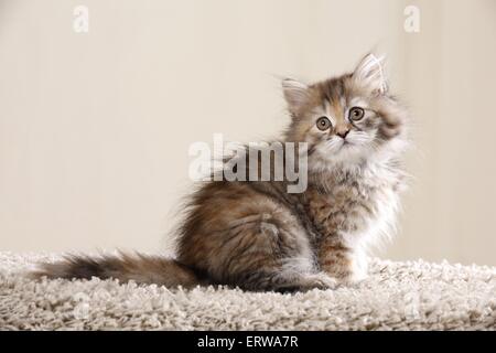 Highlander kitten Stockfoto