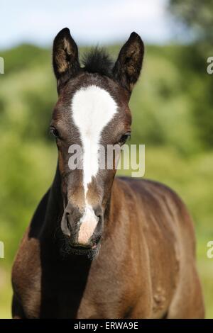 Stutfohlen Stockfoto