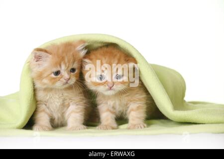 Persische Katze Kätzchen Stockfoto