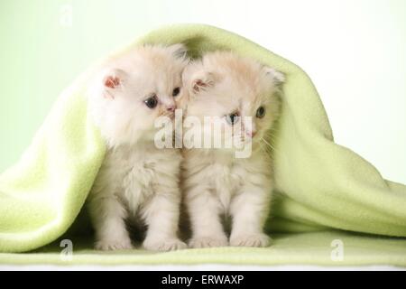 Persische Katze Kätzchen Stockfoto