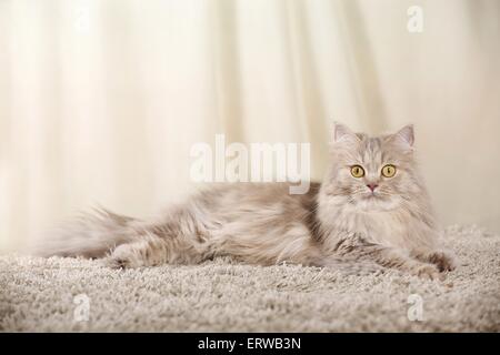 Deutsch Langhaar Katze liegend Stockfoto