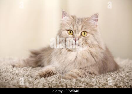 Deutsch Langhaar Katze liegend Stockfoto