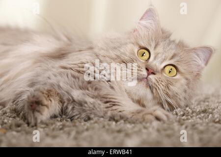 Deutsch Langhaar Katze liegend Stockfoto