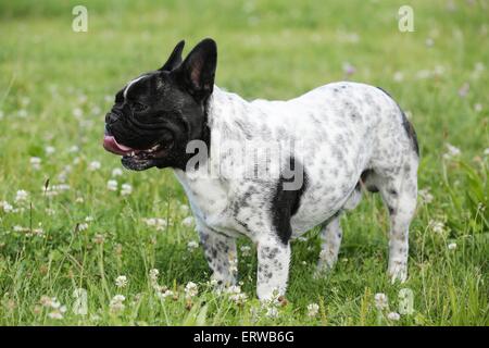 Französische Bulldogge stehend Stockfoto