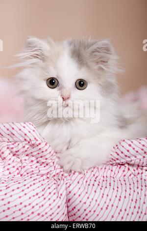 Deutsch Langhaar Kitten Stockfoto