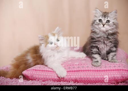 Deutsch Langhaar Kitten Stockfoto