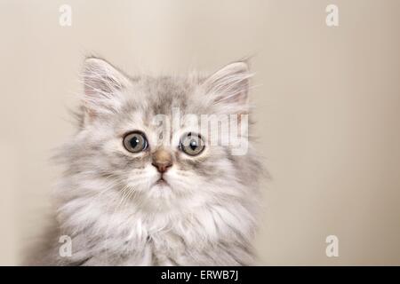 Deutsch Langhaar Kitten Stockfoto