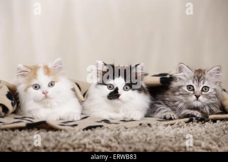 Deutsch Langhaar Kitten Stockfoto