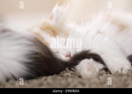 Deutsch Langhaar Kitten Stockfoto