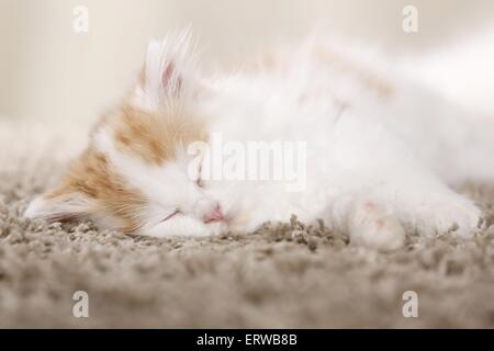 Deutsch Langhaar Kitten Stockfoto