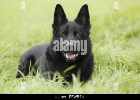 Deutscher Schäferhund liegend Stockfoto