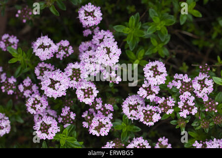 Jekka Rosa Teppich-Thymian. Stockfoto