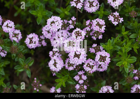 Jekka Rosa Teppich-Thymian. Stockfoto