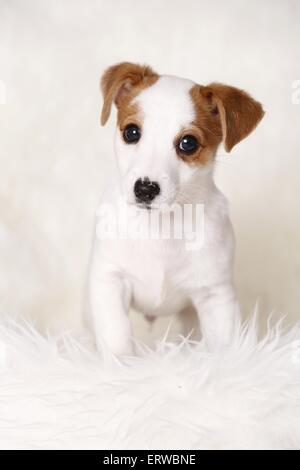 Jack Russell Terrier Welpe stehend Stockfoto