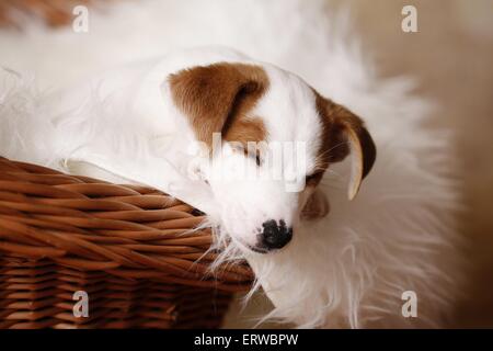 Jack Russell Terrier Welpen schlafen Stockfoto